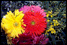 Gerbere e Floribunda