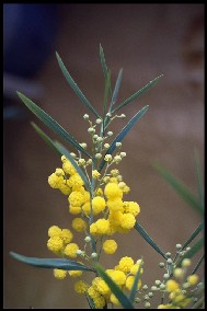 mimosa floribunda